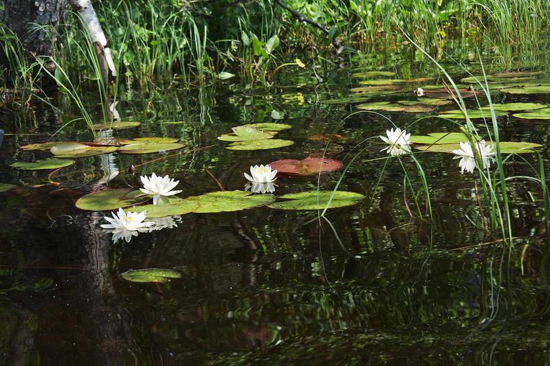 По болотным кочкам. Живой мир болот Карельского перешейка 6 июня 2026 г.
