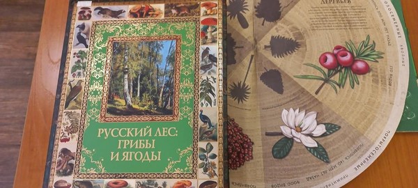 Викторина «Мозаика леса»