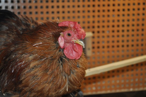 Тематическая встреча «Животное дня»