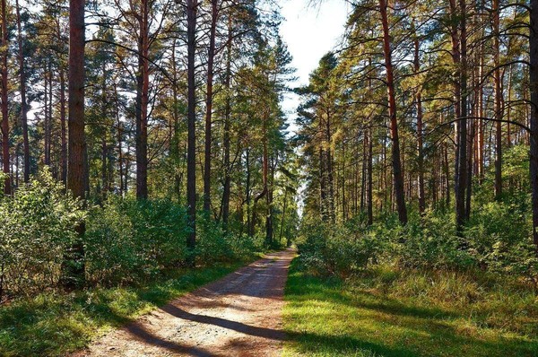 Эколого-краеведческое путешествие «Тропинками родного края»