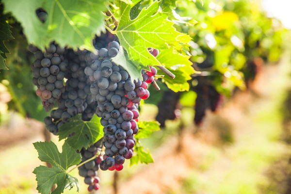 Волга-Дон вин фест