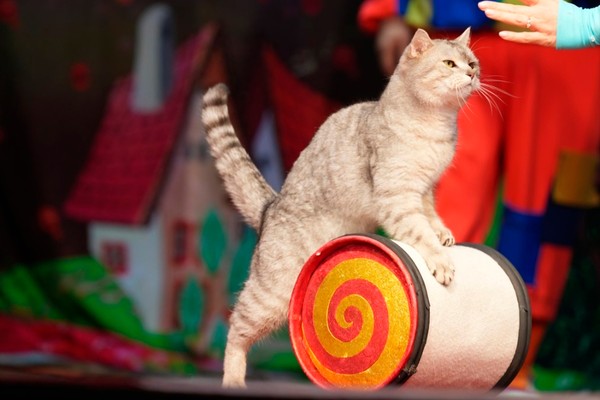 Приключения котов-чемпионов