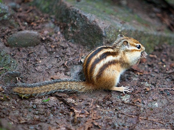 Ленинградский зоопарк