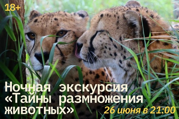 Ночная экскурсия