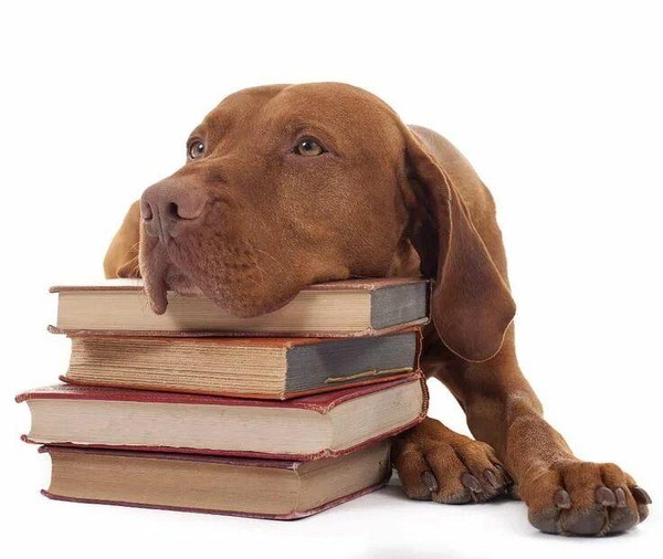 «Звери в книжке»