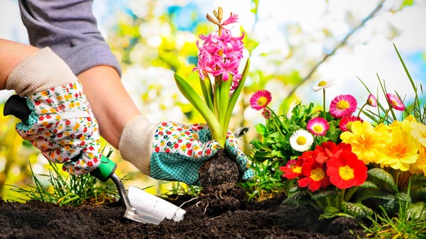 «Садоводство: Уход за растениями»