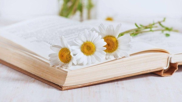 Программа «Моя семья – моя крепость»