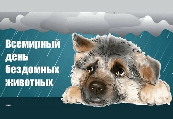 «15 августа Всемирный день бездомных животных»