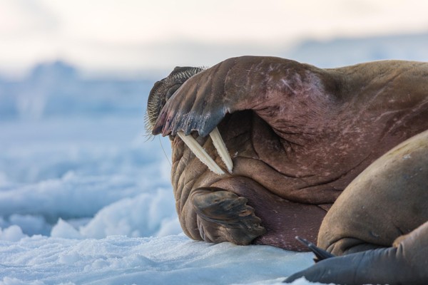 Выставка «Арктический гигант – Odobenus rosmarus – «ходящий на зубах»