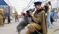 День фронтовой собаки