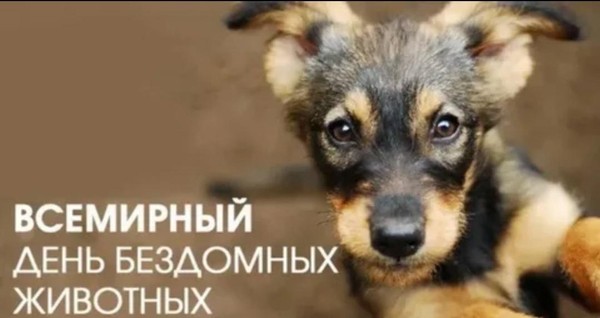 «Лапа помощи», посвященная Всемирному дню бездомных животных