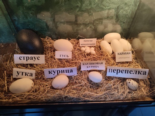 День знаний