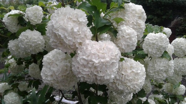 Тематический сеанс «Природа Курского края
