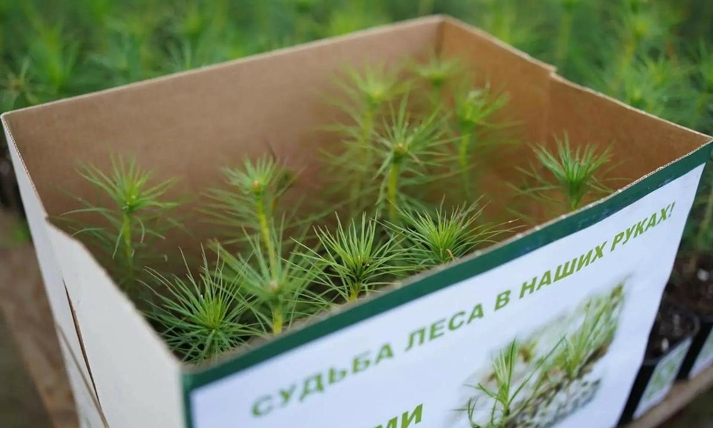 Всероссийская акция «Сохраним лес»