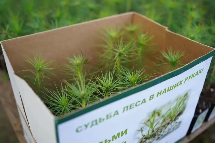 Сохраним лес
