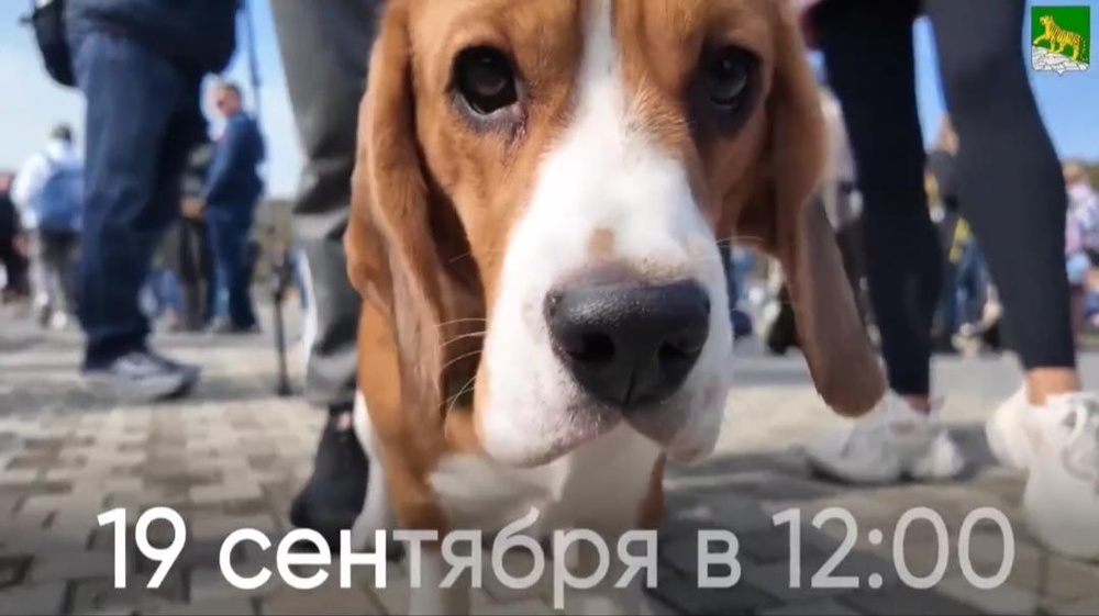 Собаки города_В