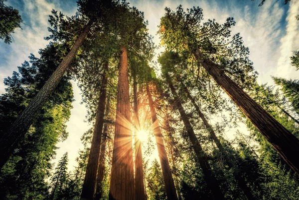 «Лес – наше богатство!»