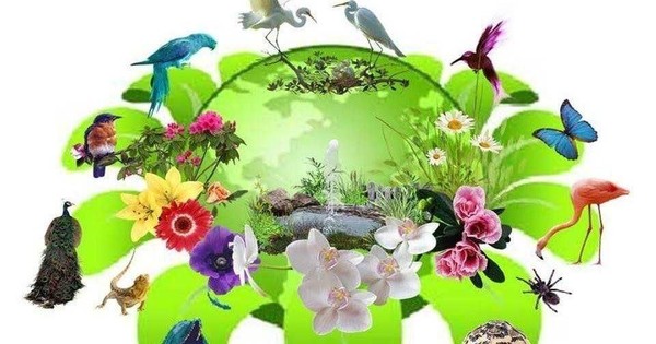 Экологическая страница «Мир цветочных сюрпризов»