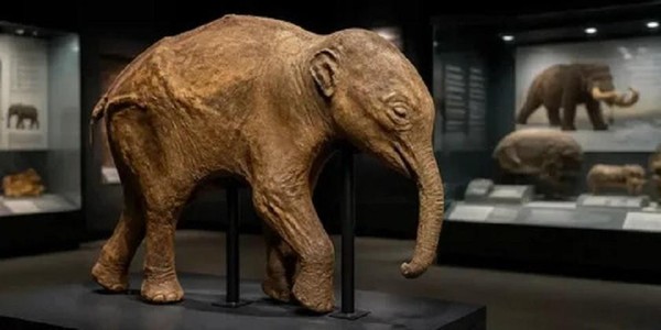 Выставка «40 000 лет и зим. Долгий сон мамонтенка Любы»