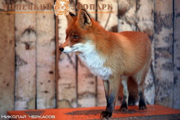 Показательное кормление животных <<пушного ряда>>