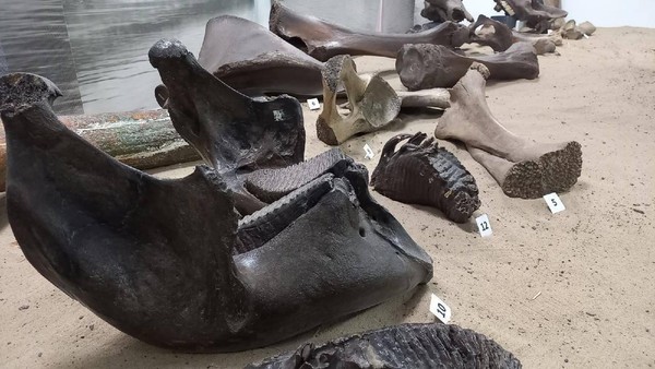 Экскурсия «Тайны ледникового периода: кто здесь главный хищник?»