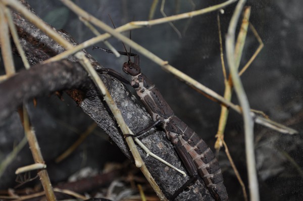Интерактив «Ням-ням шоу»