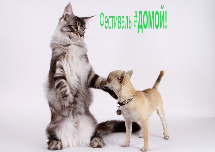Фонд помощи животным "Дарящие надежду"