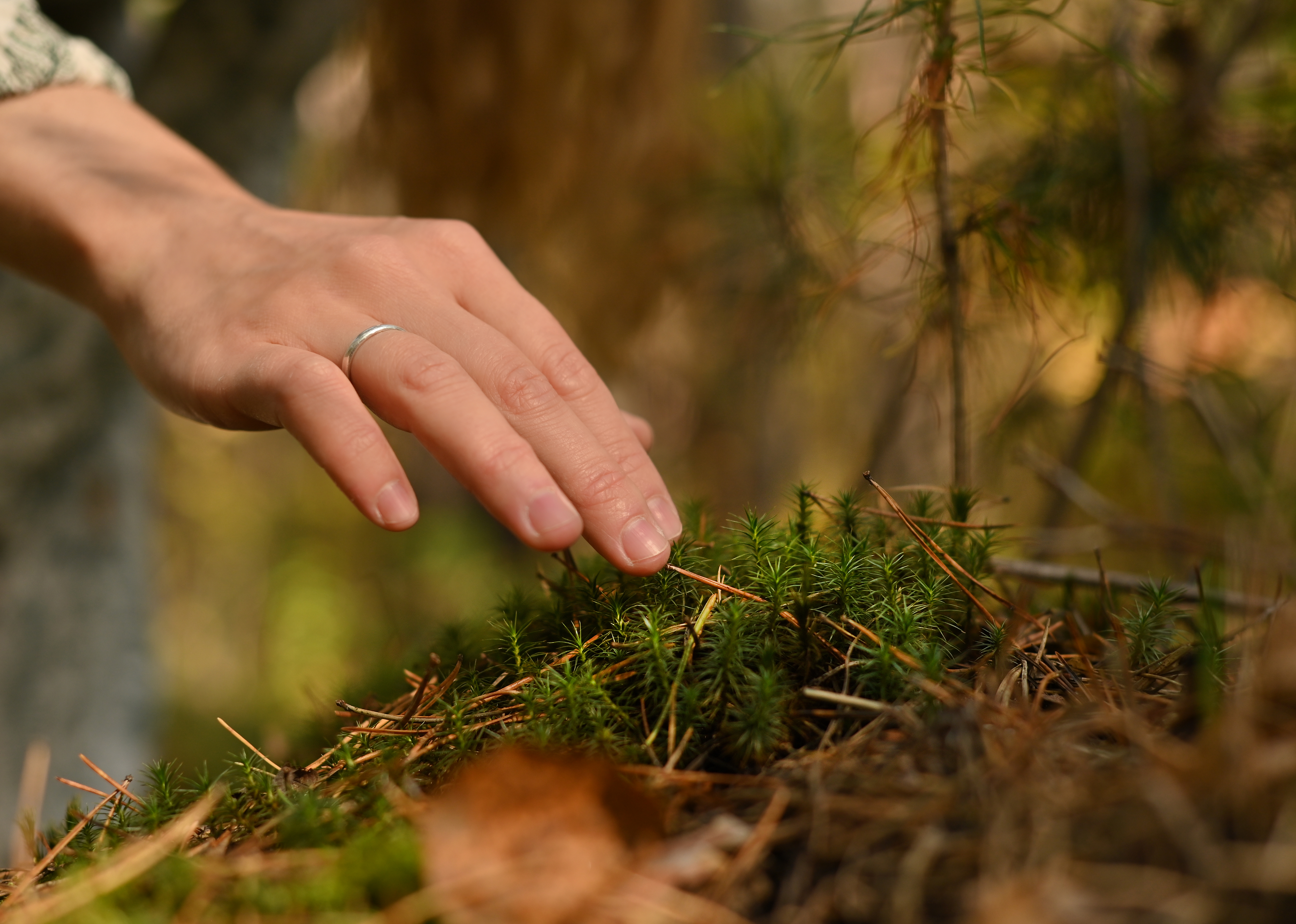 Лесотерапия на Урале