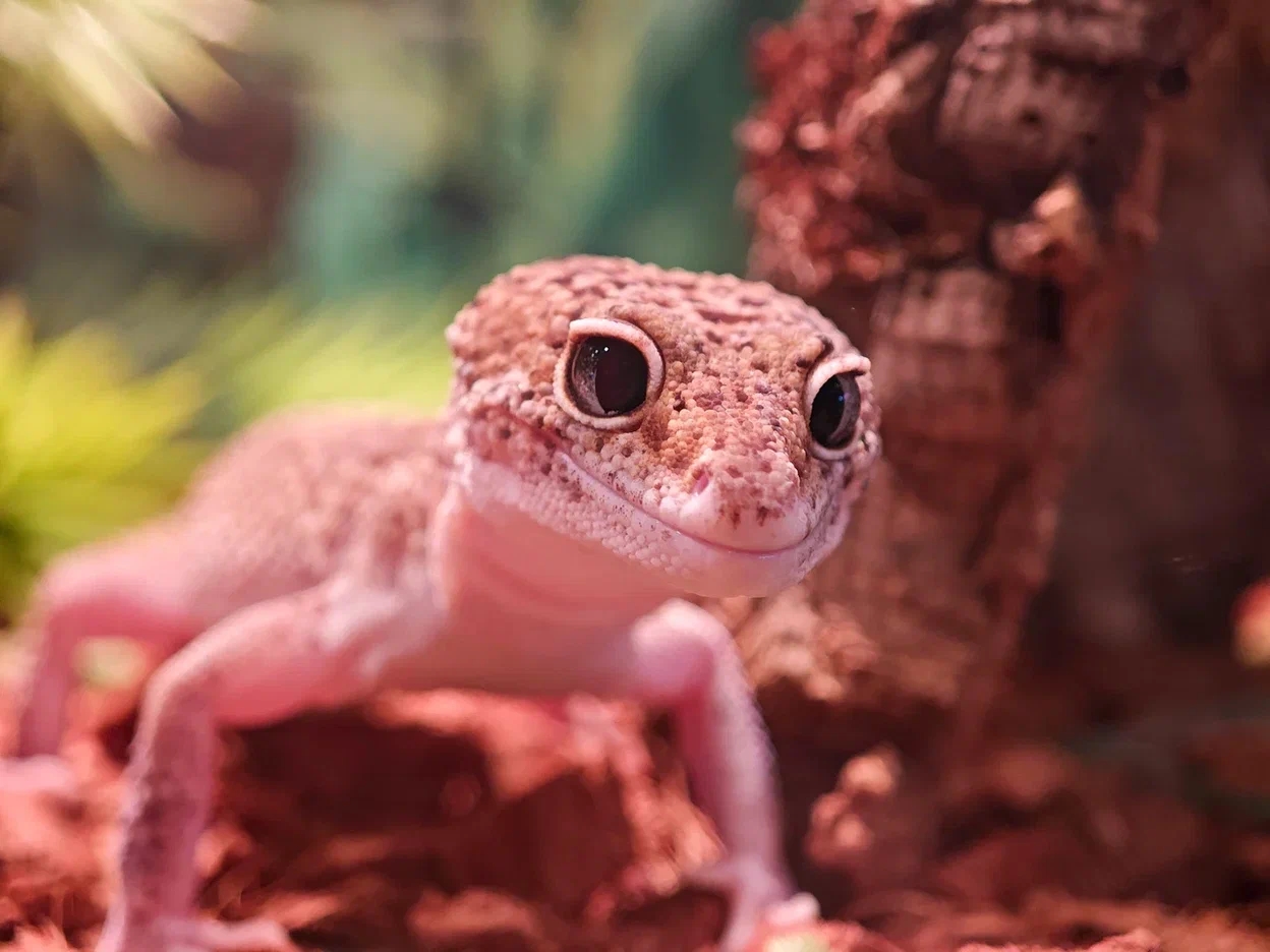 Выставка пауков «Тайна паутины»