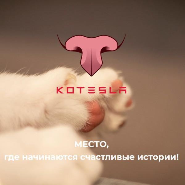 Котокафе КОТЕСЛА