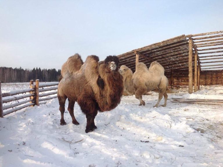 Этно-парк «Кочевник»