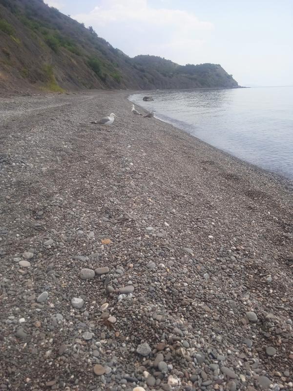 Побережье Черного моря